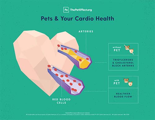 Did you know pets can improve your cardiovascular health?
